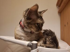 Milù - Romanzi fantasy con gatti - lauraschellino.it